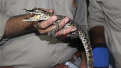 «البيئة» تنجح في الإمساك بتمساح نيلي بالشرقية