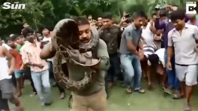 ثعبان ضخم يخنق رجلا (فيديو)