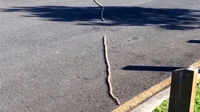 بالفيديو والصور.. رجل يكتشف حقيقة مخلوق غريب يعبر الطريق