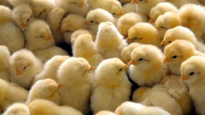 إعدام 16 ألف كتكوت قادمة من فرنسا بمطار القاهرة