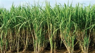 هل يجب الزكاة في محصول قصب السكر أم لا”؟.. لجنة الفتوى تجيب