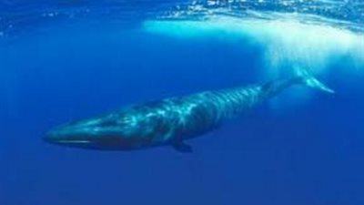 «البيئة»: حوت مارينا مهدد بالانقراض.. وإزعاجه «مرفوض»