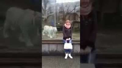 لحظة هجوم نمر أبيض على فتاة (فيديو)