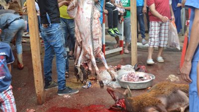 10 صور ترصد إقبال أهالي بورسعيد على ذبح الأضاحي