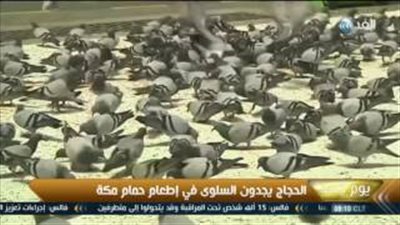 بالفيديو.. حجاج بيت الله يطعمون حمام الحرم المكي