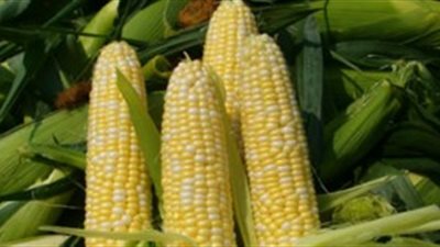 زامبيا تتعاقد على توريد 300 ألف طن ذرة للكونغو الديمقراطية