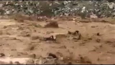 لحظة جرف السيول عددا كبيرا من الأغنام (فيديو)