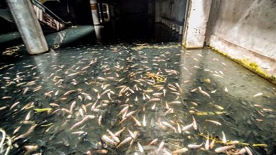 بالصور.. مول تجاري جميع رواده من الأسماك