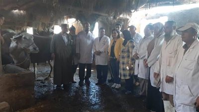 تحصين 265 ألف رأس ماشية في الدقهلية