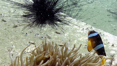 ألمانيا تنتشل شباك الصيد المتناثرة في قاع بحر البلطيق