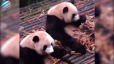 بالفيديو والصور.. اثنان من الباندا يثيران ضجة بتصرفاتهما