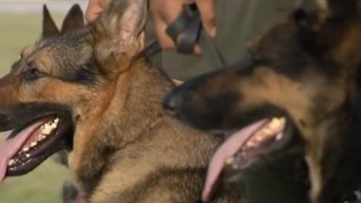 مسابقة بين الكلاب البوليسية على شد الحبل في احتفالية اليتيم