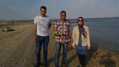 إنقاذ سلحفاة نادرة بالسويس (صور)