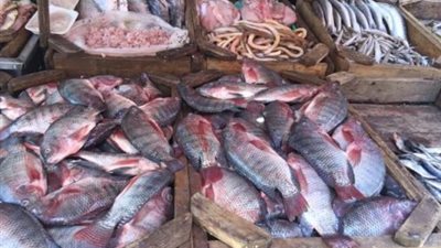 أسعار الأسماك اليوم 3/ 2/ 2019.. والبلطي يسجل 24 جنيها