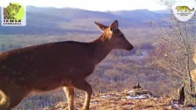 مشاهد تخطف الأنفاس لحيوانات في محمية طبيعية (فيديو)