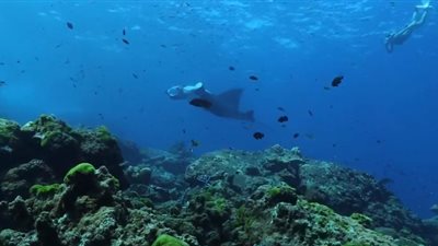 غواص يسبح مع سمكة ضخمة بتايلاند (فيديو)