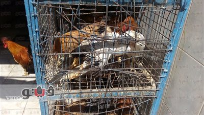 بالفيديو.. تباين في أسعار الدواجن و«البيضاء» تسجل 31 جنيها