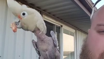 بالفيديو والصور.. ببغاء منزوع الريش يرقص على أنغام الموسيقى