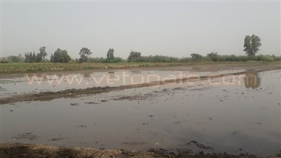 بالفيديو والصور.. القليوبية تتحدى قرار«الري».. تبدأ زراعة مشاتل الأرز.. المزراعون: «مبنخدش» مياه من الحكومة..وأسعاره نار.. خبير زراعي: يقلل من خصوبة التربة.. المحافظ: غرامة 2000 جن