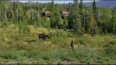 بالفيديو والصور.. أنثى الموظ تهاجم امرأة وكلبها بسبب صغيرها