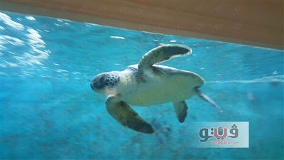 بالصور.. معهد علوم البحار «منقذ البيئة البحرية».. المعامل المركزية تضم أحدث الأجهزة البحثية.. مفرخ الأسماك ينتج 150 ألف زريعة للطن.. أنهى أزمة قناديل البحر.. وساهم في رفع إنتاجية المزارع الس