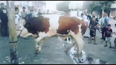 بالفيديو.. لحظة ذبح «عجل» ضخم في دقيقة واحدة برفح