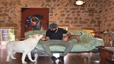 بالصور.. تخصيص فندق للكلاب في لبنان