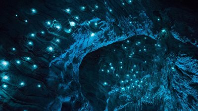 بالصور.. لقطات ترصد الديدان المتوهجة داخل الكهوف بنيوزيلندا