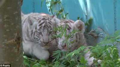 بالفيديو والصور.. ولادة أكبر عدد من النمور البيضاء النادرة بليتوانيا