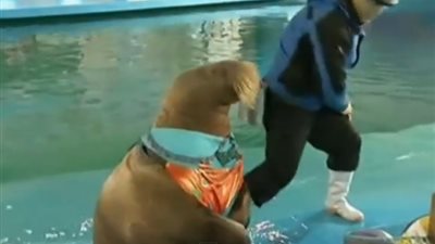 بالفيديو.. كلب البحر يرقص على أنغام الموسيقى