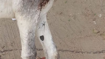 بالفيديو والصور..تعذيب حمار يثير عاصفة هجوم على «بيطري الزقازيق»