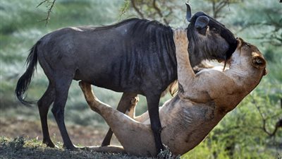 بالصور.. لبؤة تفترس حيوان بري بـ«قبلة الموت»