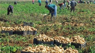 وفد مصري يزور السعودية قريبا لبحث رفع الحظر عن الصادرات الزراعية