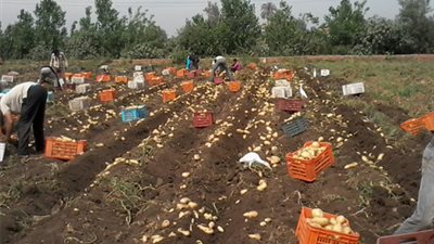 فتح الأبواب أمام الصادرات الزراعية المصرية بعد تنفيذ 47 شرطا