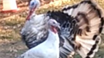 بالفيديو والصور.. ديك رومي يتعرض لموقف محرج أمام أنثاه