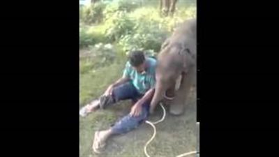 بالفيديو.. «أغرب مداعبة» فيل يحك جسده برجل
