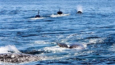 «البيئة»: يوجد نصف مليون حوت من نوع الزعنفة على مستوى العالم