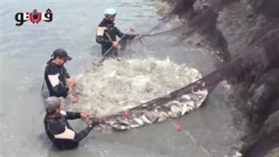 بالفيديو.. مزارع الأسماك بقناة السويس تطرح إنتاجا جديدا منتصف أبريل