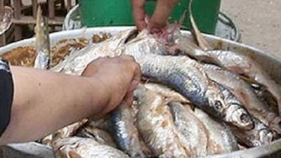 «الصحة العامة»: سحب عينات من أسماك شم النسيم لتحليلها