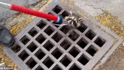 بالصور.. إنقاذ راكون علق رأسه ببالوعة