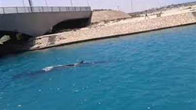 «البيئة»: استمرار عمليات رصد «حوت مارينا» لمدة أسبوع آخر