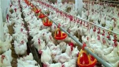 الغرف التجارية: تحقيق الاكتفاء الذاتى وكسر معدلات الركود في 2020