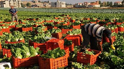 تصديري الحاصلات الزراعية: السعودية تستحوذ على 40% من صادراتنا