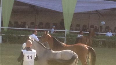 انطلاق مهرجان الخيول العربية بمحطة الزهراء