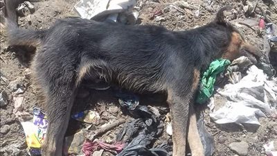 كلب مسعور يعقر 11 شخصا بقرية المحسمة في اﻹسماعيلية