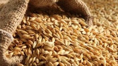 توريد 159 ألف طن قمح لشون وصوامع قنا