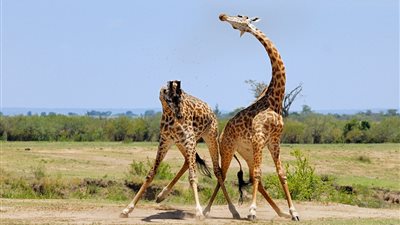 بالصور.. الزرافة ذات العضلات تنضم لقائمة الحيوانات الضخمة