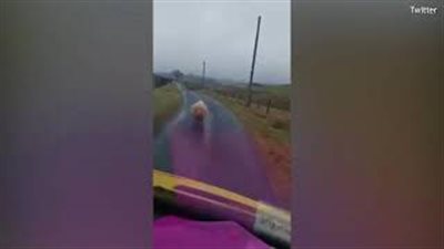 بالفيديو والصور.. خروف يثير غضب سائق على طريق إسكتلندي