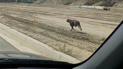 كلب يسابق سيارة لتسجيل سرعته (فيديو وصور)