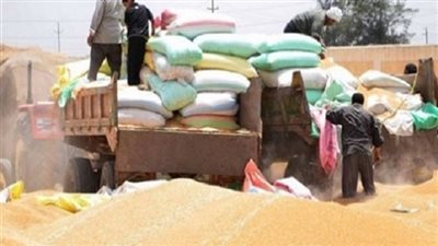 توريد 176 ألف طن قمح لشون الغربية